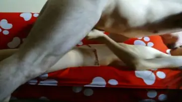 Live ABG Bispak Jakarta Hotel Bintang Lima Skandal Viral Terbaru Indo